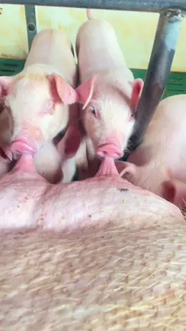 cutpig#pig #cute #animals 