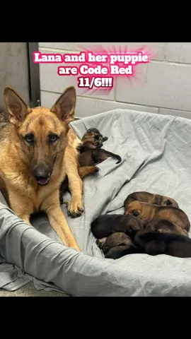 🚨 RESCUE/FOSTER NEEDED – NODAS MED 🚨 ‼️ Needs Placement by 11/6 at 11AM (CST) ‼️ 🐶 Lana – A1264863 • 89 lbs | Intact Female | Heartworm Positive • Stray found 10/20 at S Justin Ave, Dallas, TX 75211 • Nursing 10 two-week-old puppies 💕 (Puppy IDs: A1266874–A1266884) ⸻ 💔 URGENT MEDICAL NEEDS: Lana is a devoted mama currently nursing 10 tiny pups. She’s battling a suspected bite wound or trauma to her right rear leg, now presenting as an abscess with soft tissue swelling and possible infection progression to sepsis. She needs immediate medical care in a safe, calm home where she can continue caring for her puppies while receiving treatment. ⸻ 🩺 MEDICAL SUMMARY (11/4): 	•	BAR, but Grade III/V lameness in right rear leg 	•	Severe swelling, hot to touch, edema extending to hock 	•	X-ray: No orthopedic abnormalities, but soft tissue swelling with small fluid pockets 	•	Assessment: Suspect abscess from bite or trauma 	•	Treatment: • Clindamycin (150mg/ml) 3cc SQ • Carprofen (50mg/ml) 3.5cc SQ • RX: Clindamycin 300mg 1C BID x10 days • RX: Clindamycin 25mg 6T BID x10 days • Sedation reversed with Atipamezole (5mg/ml) 1.2cc IM ⸻ 🐾 SHELTER OBSERVATIONS: 	•	10/20: Whined at intake but calmed and rested quietly. 	•	11/2: Allows leashing slowly when near kennel door. Very protective of her babies — will growl and show teeth, needs to be handled gently and patiently. Mom must be taken out of kennel before handling pups. ⸻ 📩 CONTACT TO HELP: • To Rescue Tag: dasrescue@dallas.gov • To Foster: dasfoster@dallas.gov #puppy #germanshepherd 