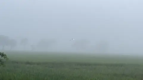 মাঝে মাঝে কিছু অবাধ্য ইচ্ছে গুলো প্রকান্ড ভাবে জেঁকে বসে, না তাদের প্রশয় দেওয়া যায় না তাদের এড়িয়ে যাওয়া সহজ হয়। #viral #fyp #natural #foryoupage 