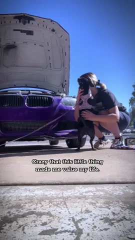 🐾 #dauchshund #dog #weinerdog #cars 