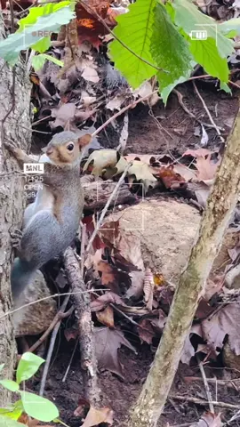 Tell me this isn’t the cutest thing you’ve seen today 🐿️❤️ #getoutside #squirrellove #naturelover 