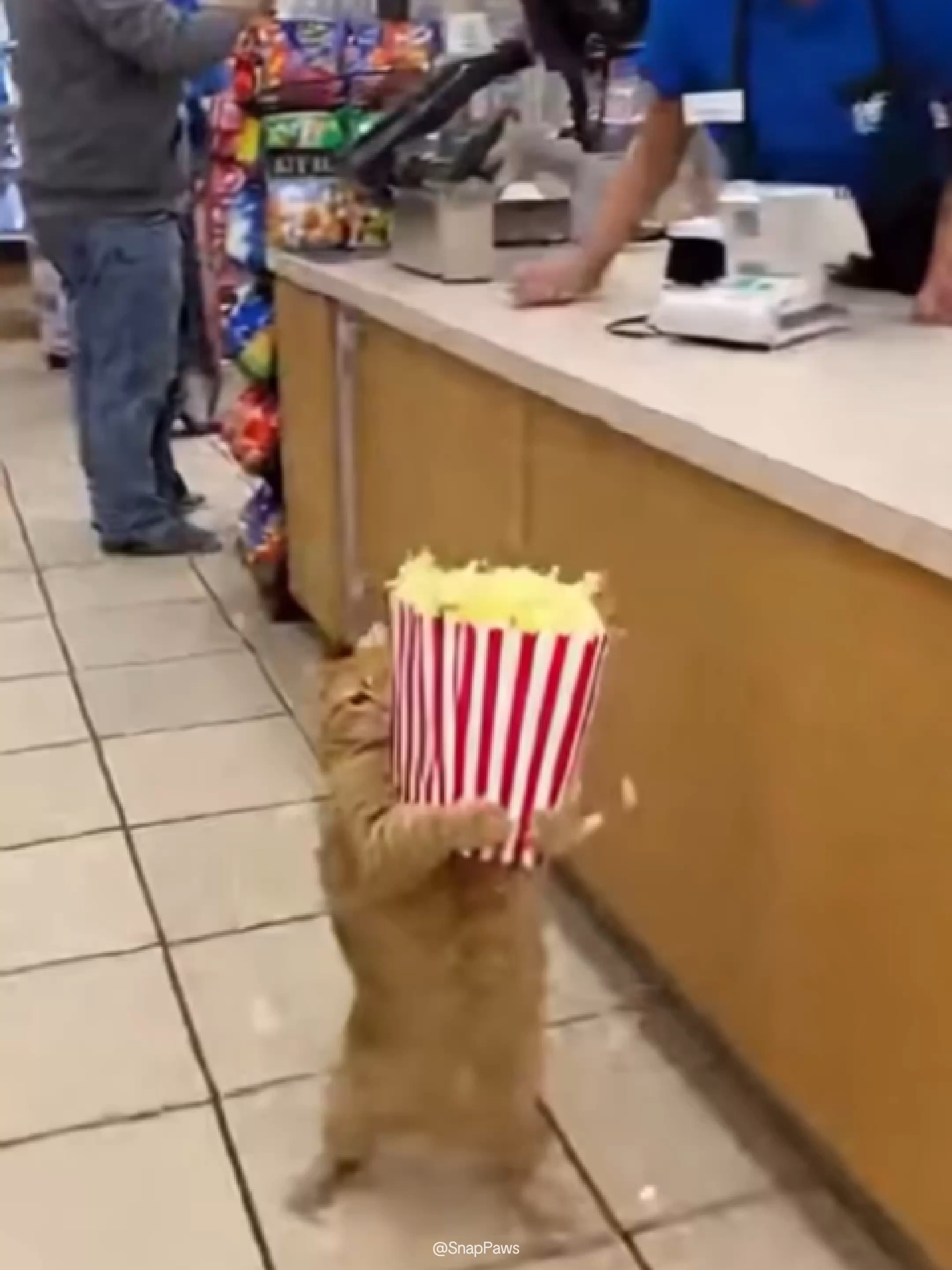 Another day, another snack heist.#orangecat #catmemes #cat