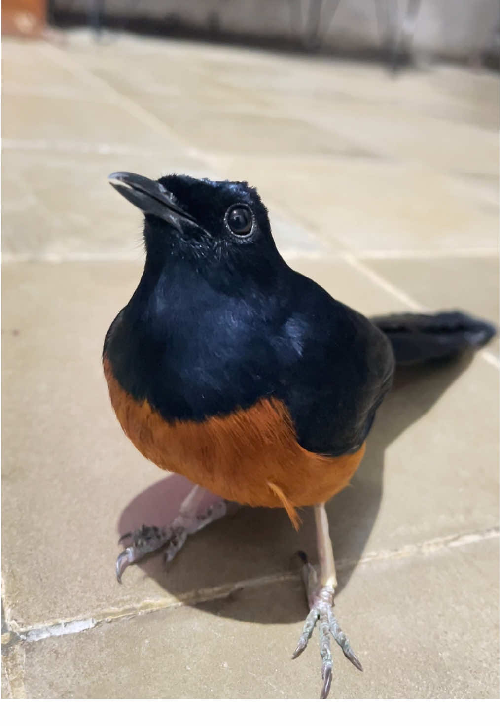 lucuna #muraibatu #muraibatuindonesia #kicaumania #xyzbca #forypupage 