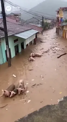 Bao công sức của người dân #bãolụtmiềntrung #xuhuong #tiktok #toptrending 