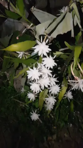 #bibit #wijayakusuma 