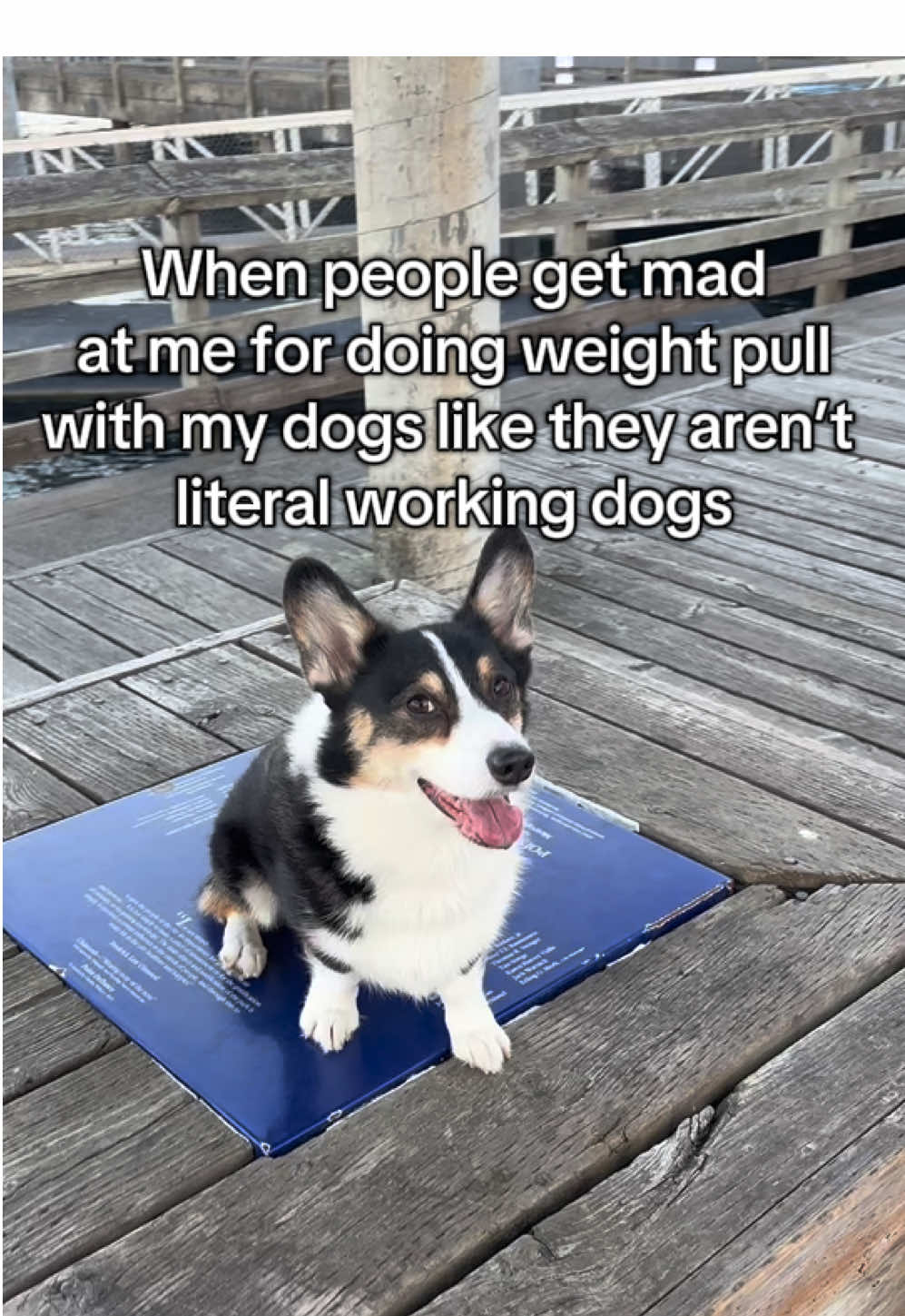 I own WORKING dogs who enjoy WORKING!  #maslowthetrickcorgi #fitdogs #DogTraining #dogtrainer #workingdog 