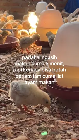 #bsseinfarm #peternakpemula #ternakayamkampung #fyp #peternakindonesia 
