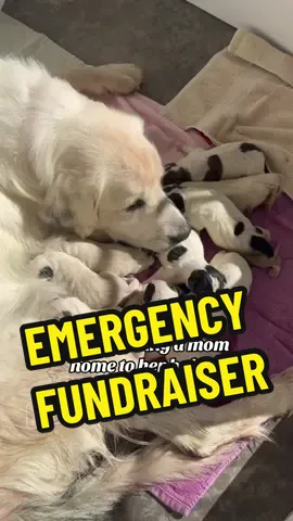 Last year, WilsonHaus Rescue and @Gifted Equine traveled to Texas to save horses from the sl@ughter trade industry.  While we were there, we found two dogs dumped - hungry, seeking help and out of options.  We couldn’t turn our backs. WilsonHaus took Toni, and The Gifted Equine took Piper. Piper was taken straight to the vet. She was vaccinated, brought up to date on everything, and we were assured she was spayed.  We truly believed we had checked every single box. Four days ago, Piper gave birth to ten puppies.  Ten tiny, innocent lives we weren’t expecting  - and now Piper is fighting for her own. 💔 She’s been diagnosed with a retained placenta, a condition that can quickly turn septic and fatal without immediate surgery. She’s currently at the emergency vet awaiting a life-saving procedure. This situation has been devastating - not only emotionally, but financially. We believed we had done everything right, and yet here we are, facing one of the hardest rescue curveballs we’ve ever had to navigate. Prevention has always been a cornerstone of WilsonHaus Rescue. It’s why we fund and advocate so strongly for spay and neuter initiatives in high-need areas - because this is exactly the kind of suffering we’re fighting to prevent. To know that we took all the right steps and still ended up here is deeply disheartening… but as rescuers, we can’t stay stuck in the problem. We have to focus on the solution. And solution number one is making sure Piper makes it home to her babies. Thanks to a generous $2,000 donation from @wicksfurchange, we’ve already begun chipping away at her $8,000 estimate. We still need to raise $6,000 to cover her surgery, recovery, and the supplies to bottle-feed all ten puppies while she heals. We know this community is full of heart. Every share, every comment, every donation - big or small - helps us get Piper the care she needs.  Rescue isn’t always pretty. It’s unpredictable, emotional, and full of moments like this - moments where heartbreak meets hope.  But when we choose to keep showing up anyway, we create miracles. Please help us create one for Piper today.  All SECURE links are in our bio to donate. Write PIPER and we will allocate it for her and her babie’s care.  (please only use those as unfortuantely there are a ton of terrible scammers out there)  Thank you all for the support. You make rescue possible. 