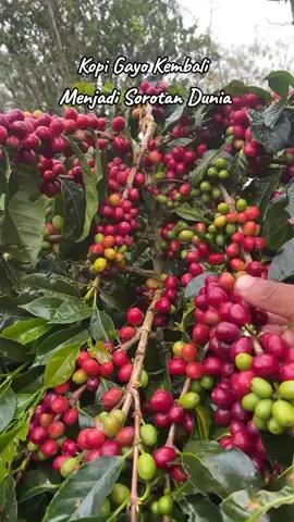 Kopi Gayo
