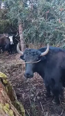 #8keffect #myvideoviral #foryou #fpyシviral #golive 