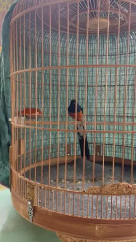 Chích choè lửa đuôi 21 cm bộ sẻ tôm lụa..#chíchchòelửađuôidài 