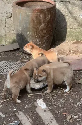 Giao diện này lớn lên chắc 666 rồi🙃#dog #cutedog 