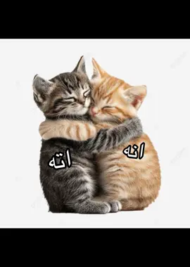 شديقي ✋🏿😽#صديقي #حقيقي #بزون #us 