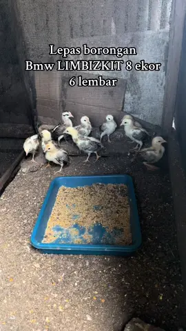 #fyp #salamsatuhoby #bulanganlondong #salamkakigetar🔥🔥🔥 #salamkakikiri #iskfarm #limbizkit_line🇨🇿😇 #farm 