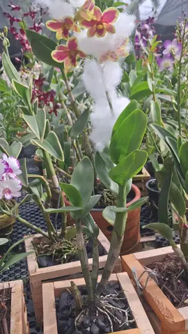 alhmdulillah terbang ke kalimantan trimksih bunda @ratubalqis005  🍃 Den arindang fancy mutasi 🍃#anggrekhybrid #anggrekindonesia #anggrekkolektor #orchid #anggrekkolektor 