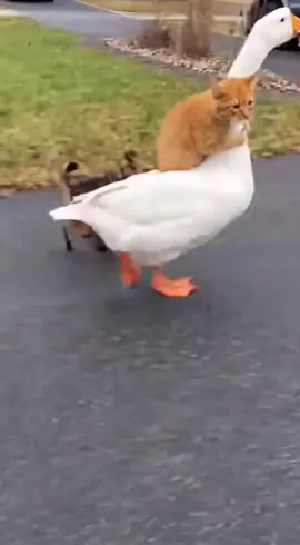 Run fast #cat #cute #funny #pet #fyp 