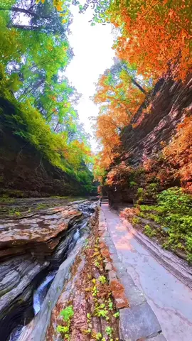 #creatorsearchinsights 🫰🫰🫰🫰🌹💞