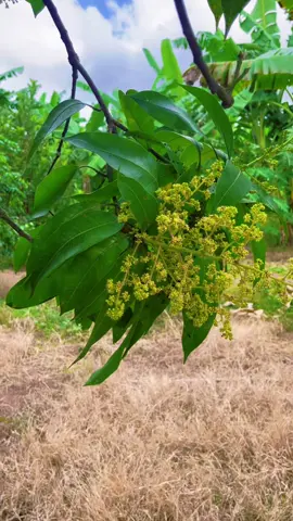 ស្រុកស្រែចម្ការ​