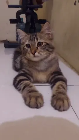 mochi pengen jalan jalan #anabul #bobykartanegara #kucinglucu #kucing 