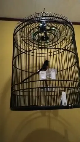 yakin ga ada yg mau ini 😅😅 #muraibatuindonesia #kicaumania #kicaumanianusantara #beranda #fyp 