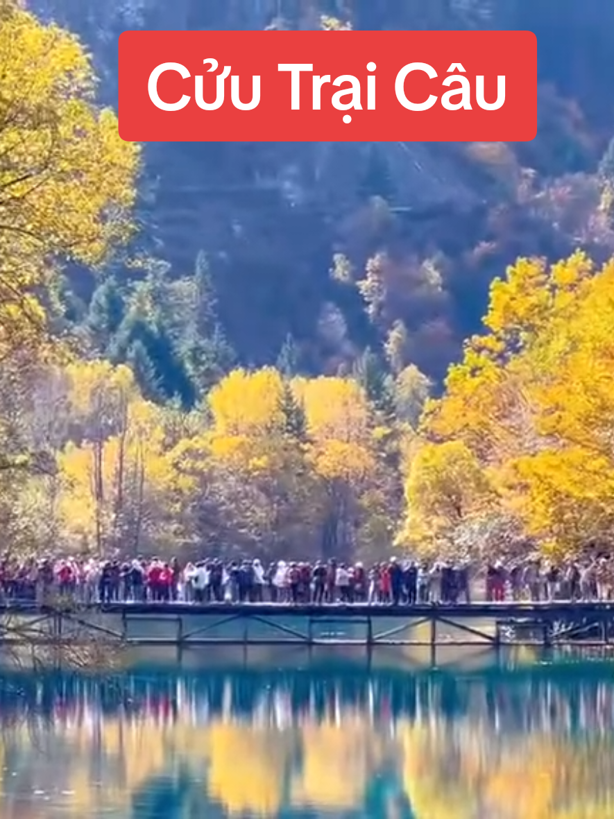 🍂 Cửu Trại Câu: Bản Giao Hưởng Màu Thu Tinh Tế 💋🍁  Mùa này, cả thung lũng lột xác thành một phòng trưng bày nghệ thuật, nơi những cánh rừng nguyên sinh thêu dệt nên tấm thảm màu vàng hổ phách, cam đất và đỏ son đầy quyến rũ. Mặt nước hồ xanh ngọc bích tĩnh lặng, trong vắt như gương, lặng lẽ ôm trọn và nhân đôi khung cảnh lá phong rực rỡ đổ bóng, tạo nên một chiều sâu thị giác đầy mê hoặc. Mỗi hồ nước, từ Hồ Ngũ Sắc cho đến Hồ Gương, đều là một tuyệt phẩm phản chiếu, khiến cảnh sắc như được dát vàng lộng lẫy mà vẫn giữ trọn nét thanh bình, huyền ảo. 📍𝐇𝐀̀ 𝐍𝐎̣̂𝐈 - 𝐓𝐇𝐀̀𝐍𝐇 Đ𝐎̂ - 𝐂𝐔̛̉𝐔 𝐓𝐑𝐀̣𝐈 𝐂𝐀̂𝐔 - 𝐓𝐑𝐔̛𝐎̛̣𝐓 𝐓𝐔𝐘𝐄̂́𝐓 𝐆𝐈𝐀 𝐂𝐎̂ 𝐒𝐎̛𝐍 - 𝐂𝐕 𝐆𝐀̂́𝐔 𝐓𝐑𝐔́𝐂 - 𝐓𝐀̀𝐔 𝐂𝐀𝐎 𝐓𝐎̂́𝐂 𝟔𝐍𝟓Đ  𝐁𝐀𝐘 𝟑𝐔 𝐆𝐈𝐎̛̀ 𝐁𝐀𝐘 Đ𝐄̣𝐏 𝐗𝐔𝐀̂́𝐓 𝐏𝐇𝐀́𝐓 𝟎𝟗𝐡𝟎𝟎 𝐒𝐀́𝐍𝐆 𝐕𝐄̂̀ 𝟗𝐇𝟎𝟎 𝐓𝐎̂́𝐈 Khởi hành Thứ Năm hàng tuần: 🚩Tháng 12: 04, 11, 18 👉 15.490k  🚩Tết Dương: 01/01 👉 16.490k  📍 Liên hệ hotline: Linh Ruby 0969.118986 để biết thêm thông tin chi tiết #cuutraicau #china #trungquoc #dulichtrungquoc #linhrubytravel @Linh Ruby Travel @Linh Ruby Travel 