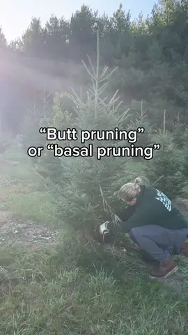 “Butt Pruning” or “Basal Pruning” Trees at a Christmas Tree Farm With the @dewalt  electric clippers  Getting a little bough material to make evergreen wreaths while taking care of the trees. #christmastreefarm #comevisitus #walworthwisconsin