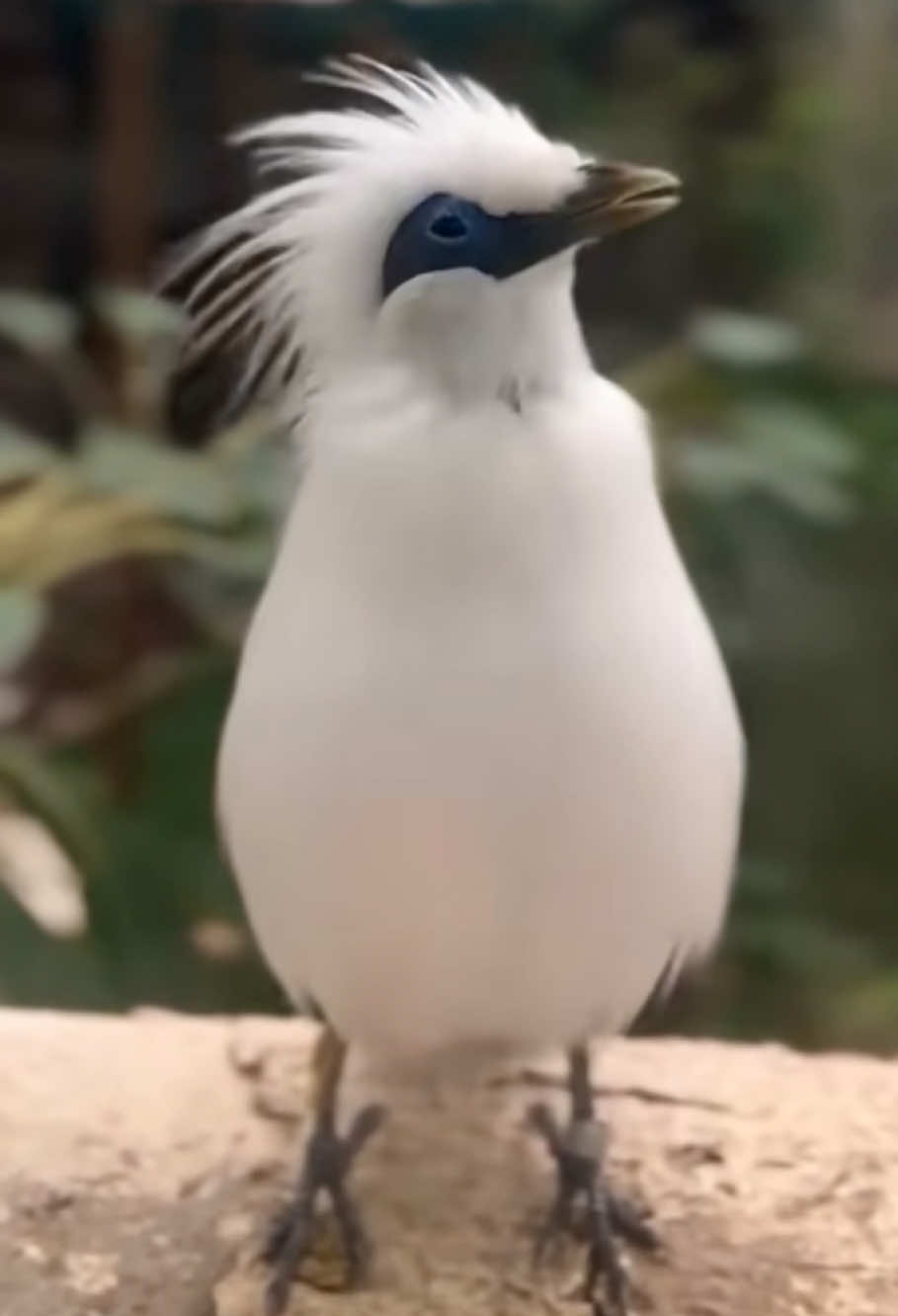 #chimsao #chimsaobali 