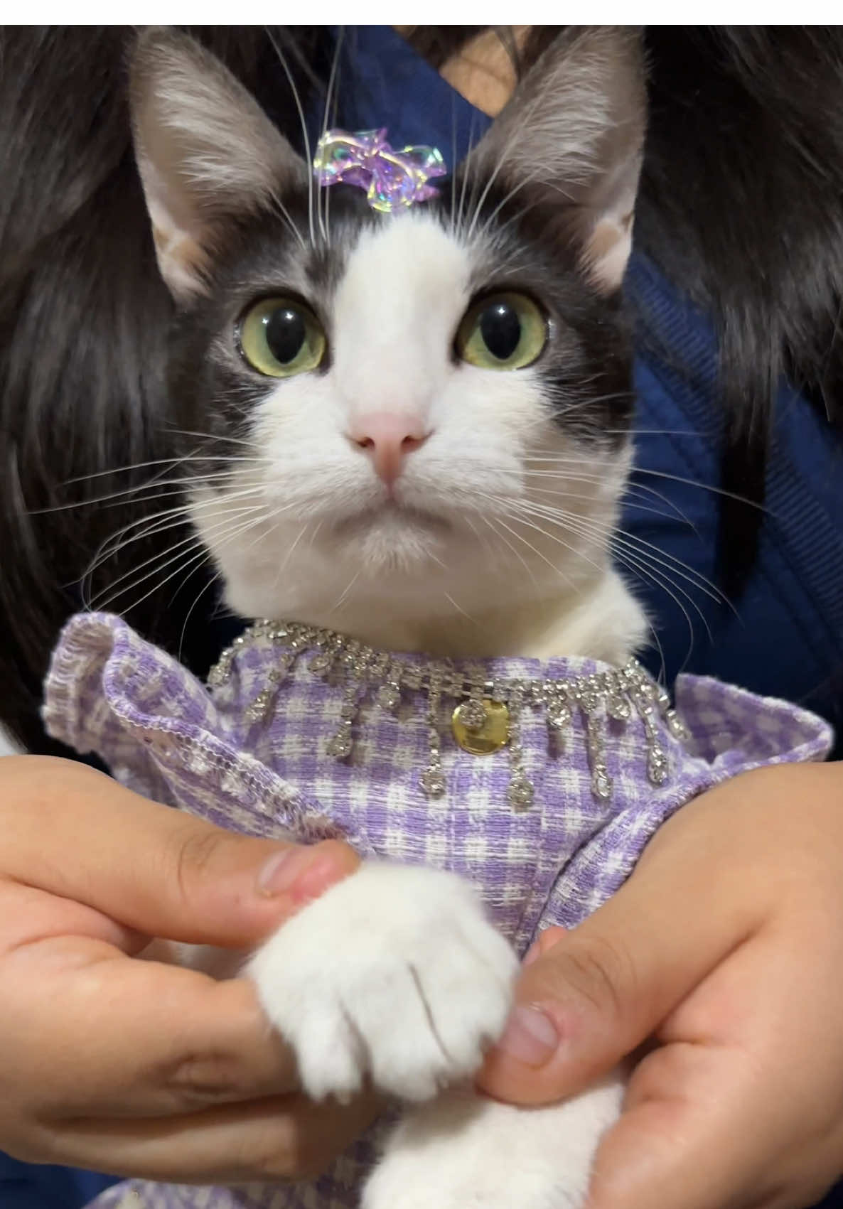 Linda muchachita 😻💗 #catsoftiktok #catdance 