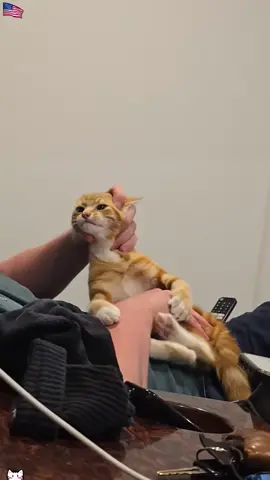 Orange cat core 😹 #cat #viral #catmoments💛 #funny #fyp