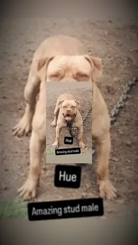 #amercianbully #😤 