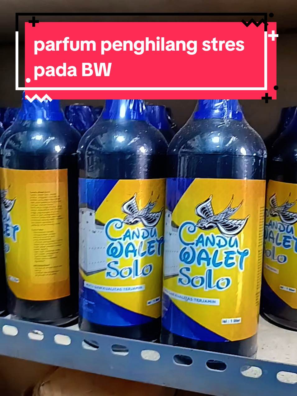 candu walet solo parfum penghilang stres pada burung walet 