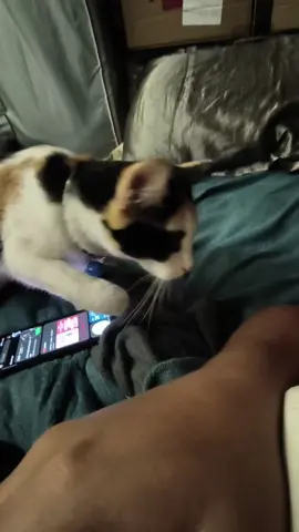 bawal mag-ingay strikto ang pusa! magagalit po.. #foryou #foryoupage #Pilipinas #pusa #meme 