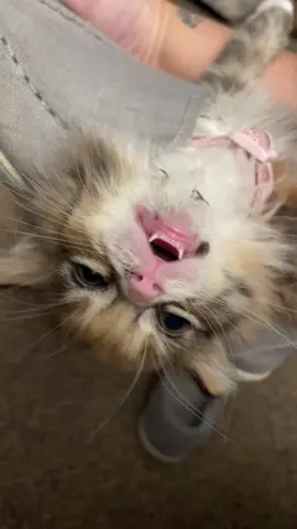 My kitten Dulce🐈💖✨ #catsoftiktok #kittensoftiktok #kittentok #cattok #cats 