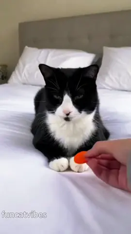 Cats being so dramatic 🤣🤣🤣#cat#catsoftiktok #funnycat#fyp