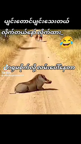 ပျင်းတောင်ပျင်းသေးတယ်(စုစည်းတင်ဆက်သည်) #funnyvideo #ON4t #foryou #fyp 