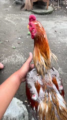 #fyppppppppppppppppppppppp #ayambangkoksuper 