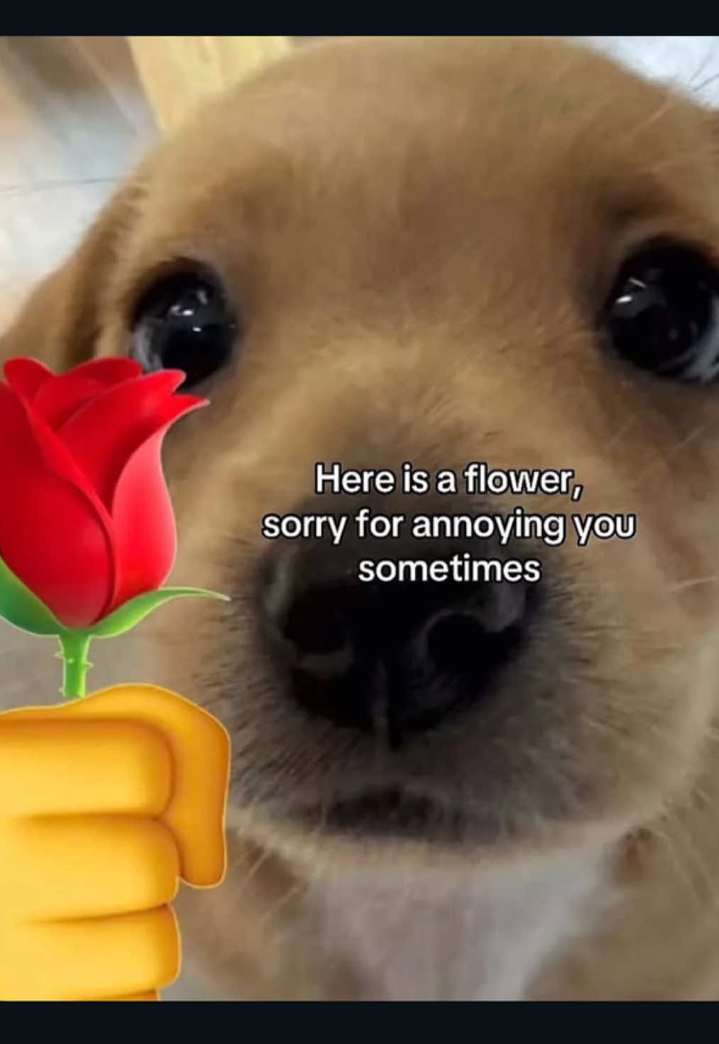 🥹😭🧿 #luckytohavethem #trending #forfunonly #fyppppppppppppppppppppppp #goviral @R E K H A ✨ @B Kash👅 @✪प्रकृति @Nancy K. chhetri @Bikram basnet @शान्ता 🎃 @Ishita @Sumnima giri @🌖 @S @Gemivertoma @आस्था 🍭 @SaWeNa @2080/7/21 @Aarushi @SK @@Nabina_Shahi_thakuri @️S🅰️NDESH🇳🇵 