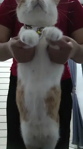 Sawer adek bangggg😆#catsoftiktok #catdance #catlover #cat #foryoupage❤️❤️ 