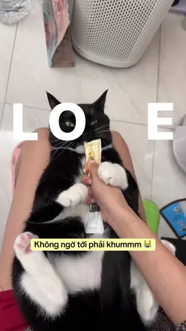 Gửi tới các đồng mèo tình iuu to đùng này nhoaaa 😘😘. Đồng mèo giơ tayyy #catsoftiktok #funnyvideos #viral 
