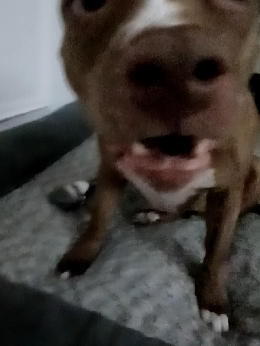 #ragebaiting #dog #fyp #relateable #viral 