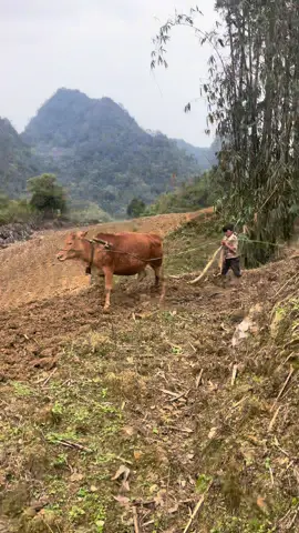 Trẻ em vùng cao 🥹🥰🥰 #pan #hagiang #fypシ #tre 