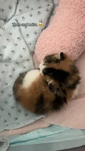 She’s grown so fast. 😭😭 #livingwithcats #catsoftiktok #calicocat 