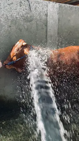 Swegerr eee#appsi #fyp #bakulsapi#blantiksapi