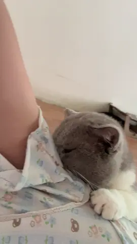 Thằng troá piến thái nàyyyyy😂#meow #meoanhlongngan #bililac #xhtiktok 