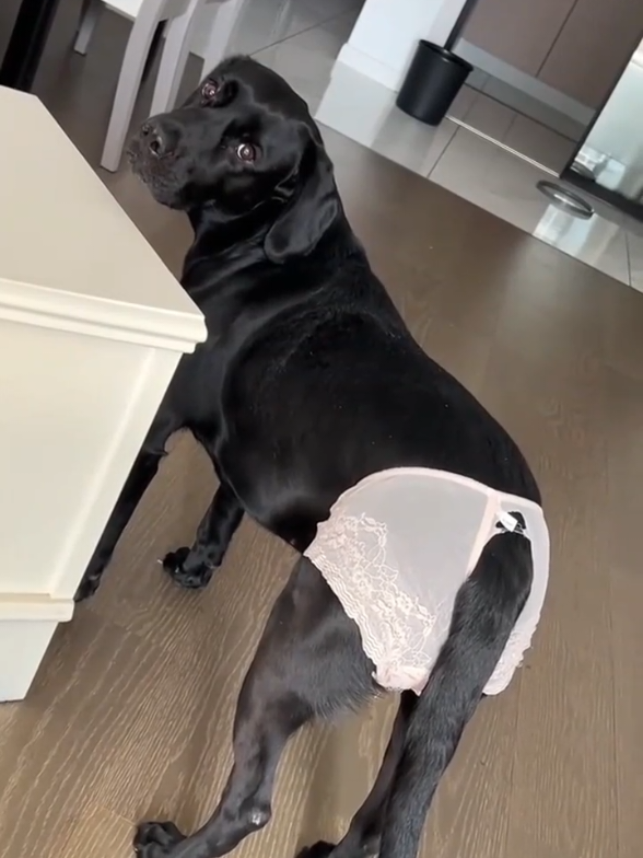 hihihi hahaha #xuhuong #dog #viral #cute #fyp @2tonerchani 