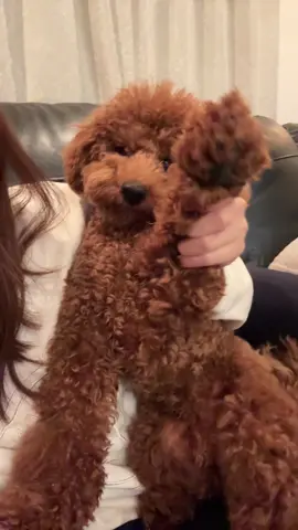 パパママどっちも2kgなのに倍の体重に成長してくれたプリンスくんです👑 #トイプードル #愛犬 #1歳 