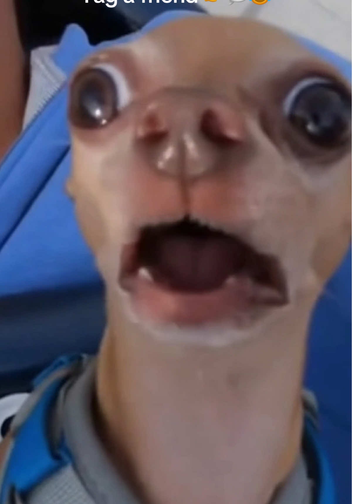 Chihuahua in roller coaster funny video #chihuahua #rollercoaster #meme #pets #viral 