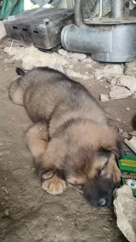 để kao im ngủ được không sen #xuhuong #chó #cho #chóhàihước #chócỏ 