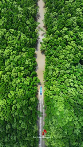 Xuyên rừng quốc gia Đất Mũi, Cà Mau #rungquocgia #rungngapman #datmuicamau #cucnamtoquoc #haionthego 