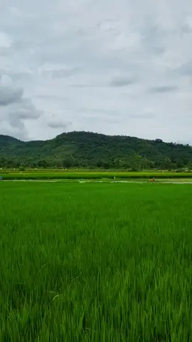 beautiful my village #mxoldmenolakpunah #mxyellowold #mxsoloraya #mxking150 #fypシ 